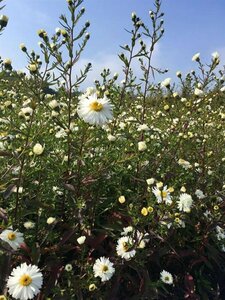 Aster novae-belgii 'White Ladies' P9 - afbeelding 5
