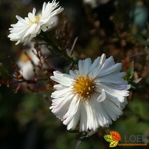 Aster novae-belgii 'White Ladies' P9