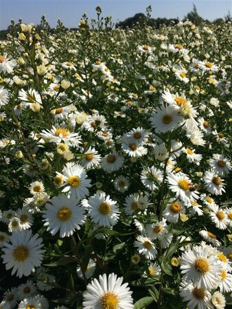 Aster novae-belgii 'White Ladies' P9 - afbeelding 6