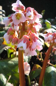 Bergenia 'Baby Doll' P9 - afbeelding 4