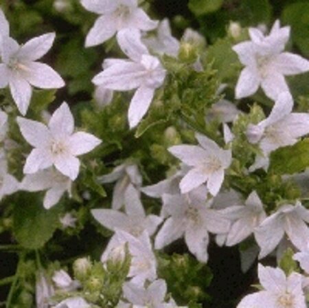 Campanula poscharskyana 'E.H. Frost' P9 - afbeelding 1
