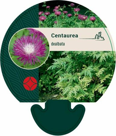 Centaurea dealbata P9 - afbeelding 1