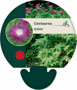 Centaurea dealbata P9