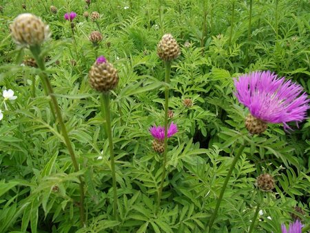 Centaurea dealbata P9 - afbeelding 4