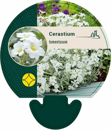 Cerastium tomentosum P9 - afbeelding 1