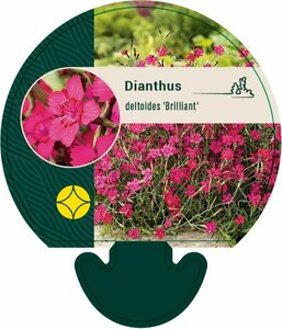 Dianthus deltoides 'Brilliant' P9 - afbeelding 2