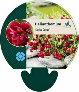 Helianthemum 'Cerise Queen' P9