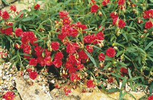 Helianthemum 'Cerise Queen' P9 - afbeelding 4