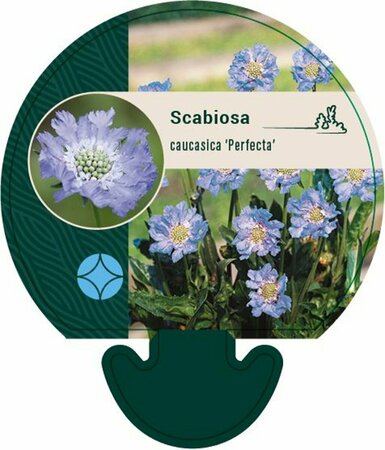 Scabiosa caucasica 'Perfecta' P9 - afbeelding 1