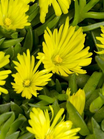 Delosperma congestum P9 - afbeelding 1