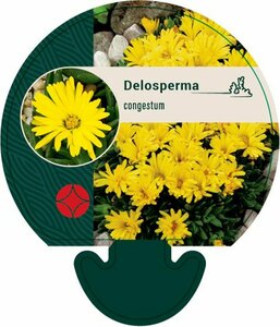 Delosperma congestum P9 - afbeelding 3