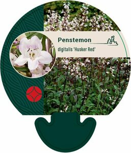 Penstemon digitalis 'Husker Red' P9