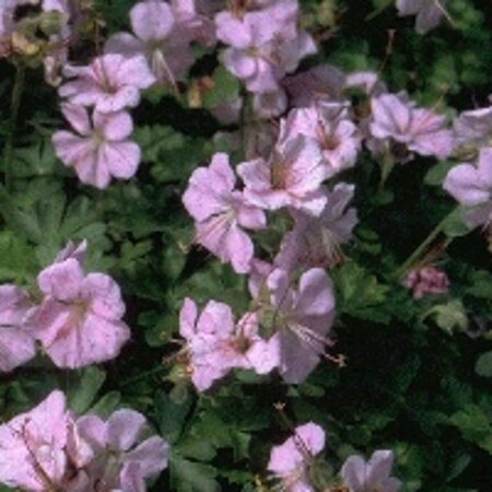 Geranium dalmaticum P9 - afbeelding 2