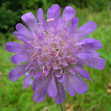 Knautia arvensis P9 - afbeelding 3
