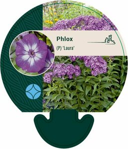 Phlox paniculata 'Laura'=Uspech P9