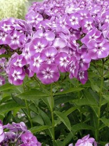 Phlox paniculata 'Laura'=Uspech P9 - afbeelding 5