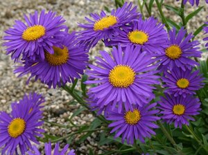 Aster alpinus 'Dunkle Schöne' P9