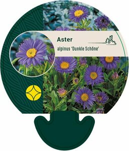 Aster alpinus 'Dunkle Schöne' P9