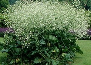 Crambe cordifolia P9