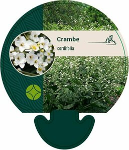 Crambe cordifolia P9 - afbeelding 2