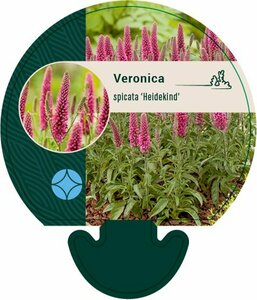 Veronica spicata 'Heidekind' P9