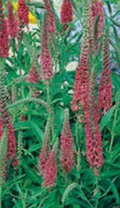Veronica spicata 'Heidekind' P9