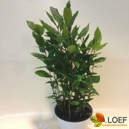 Laurus nobilis 80/100 C. - afbeelding 2