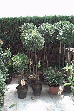 Laurus nobilis 80/100 C. - afbeelding 1