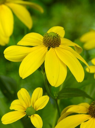 Rudbeckia nitida 'Herbstsonne' P9 - afbeelding 4