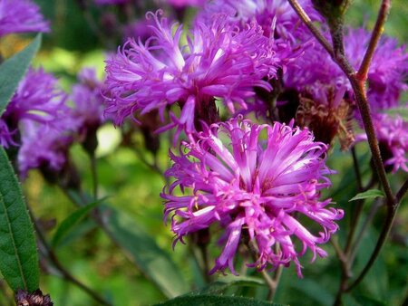 Vernonia crinita 'Mammuth' P9 - afbeelding 1