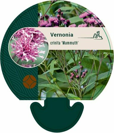Vernonia crinita 'Mammuth' P9 - afbeelding 4