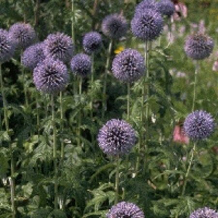 Echinops bannaticus 'Taplow Blue' P9 - afbeelding 1