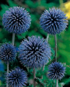 Echinops bannaticus 'Taplow Blue' P9 - afbeelding 2