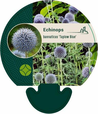 Echinops bannaticus 'Taplow Blue' P9 - afbeelding 4