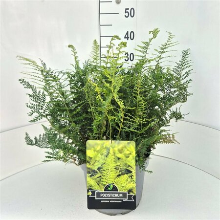 Polystichum setiferum 'Herrenhausen' P11 - afbeelding 7