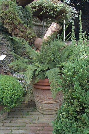 Polystichum setiferum 'Herrenhausen' P11 - afbeelding 2