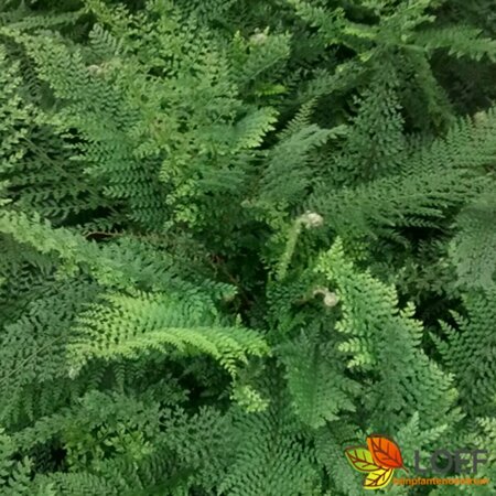 Polystichum setiferum 'Herrenhausen' P11 - afbeelding 3