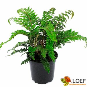 Polystichum polyblepharum C2