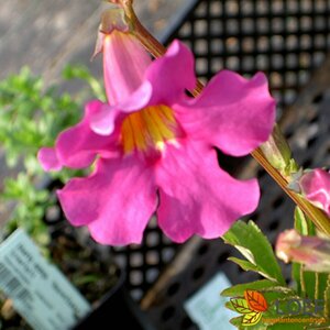 Incarvillea delavayi P9