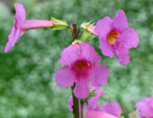 Incarvillea delavayi P9 - afbeelding 4