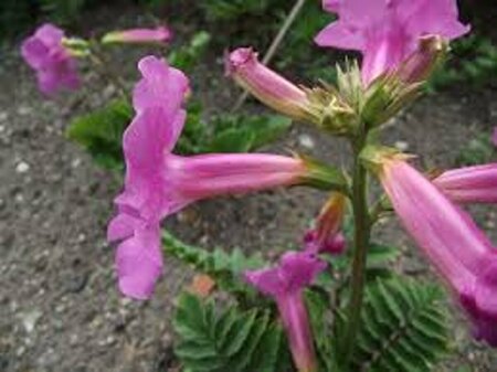 Incarvillea delavayi P9 - afbeelding 5