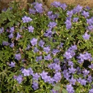 Lithodora diffusa 'Heavenly Blue' (GLANDORA)  P9 - afbeelding 3