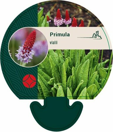 Primula vialii P9 - afbeelding 4