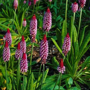 Primula vialii P9 - afbeelding 3