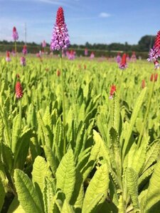 Primula vialii P9 - afbeelding 5