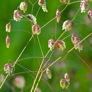 Briza media P9 - afbeelding 2