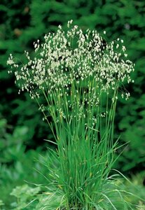 Briza media P9 - afbeelding 3