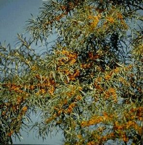 Hippophae rhamnoides 40/50 C.