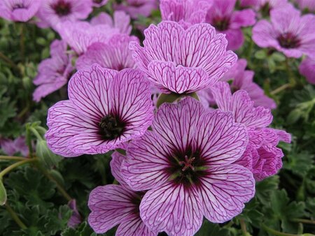 Geranium cinereum 'Ballerina' P9 - afbeelding 2