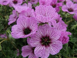 Geranium cinereum 'Ballerina' P9 - afbeelding 2